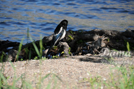 Magpie by the lakeshore, Waterton Lakes National Park, Alberta, Canada