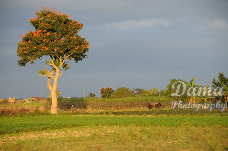 Majagua tree. Pinar del Rio, Cuba